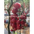 2014 Indeterminate Growth High Yield TY Resistance Pink Cherry Tomato Seeds For Growing-King Pearl